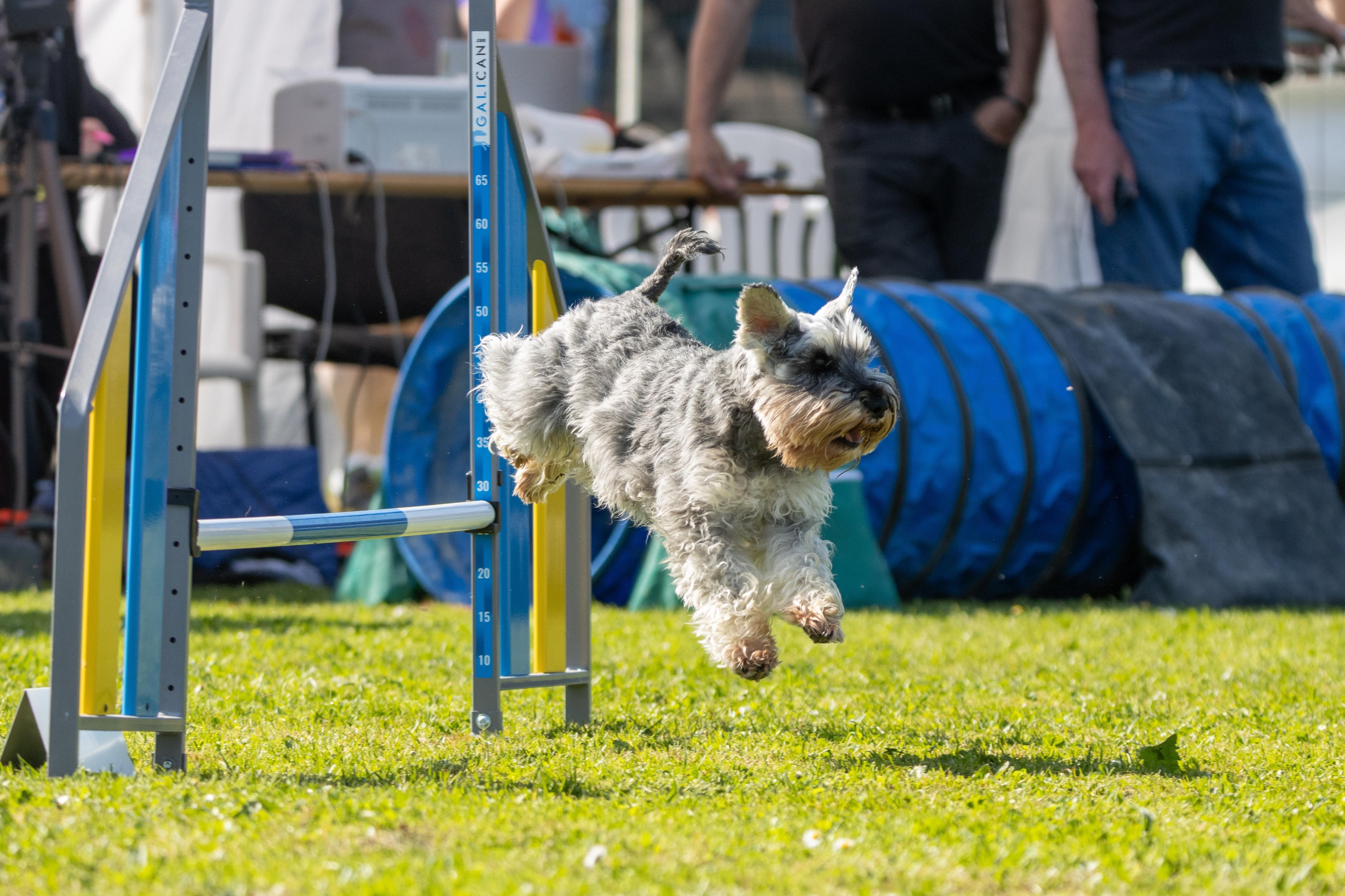 Jumping 2 etoile 0392