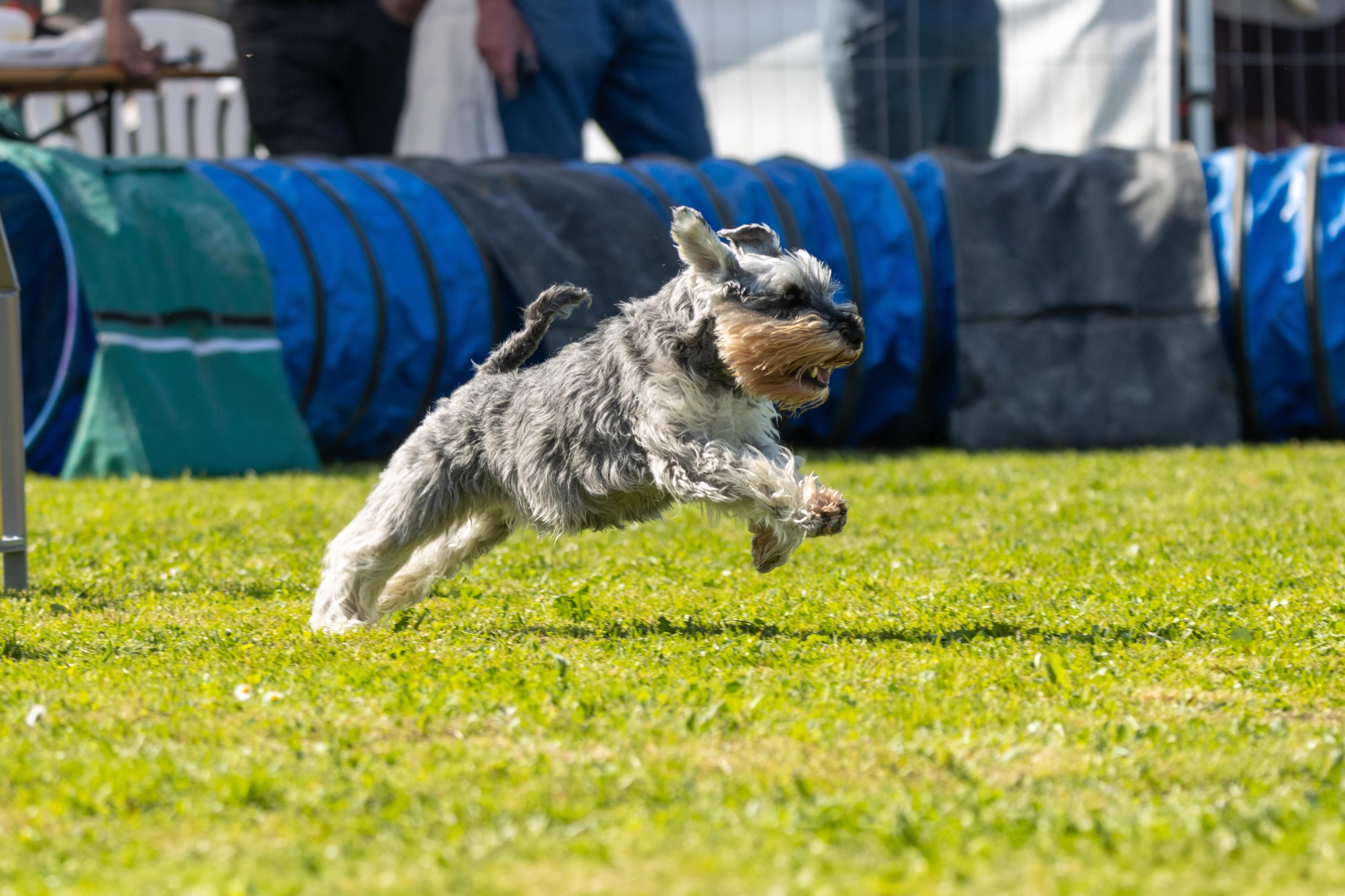 Jumping 2 etoile 0393