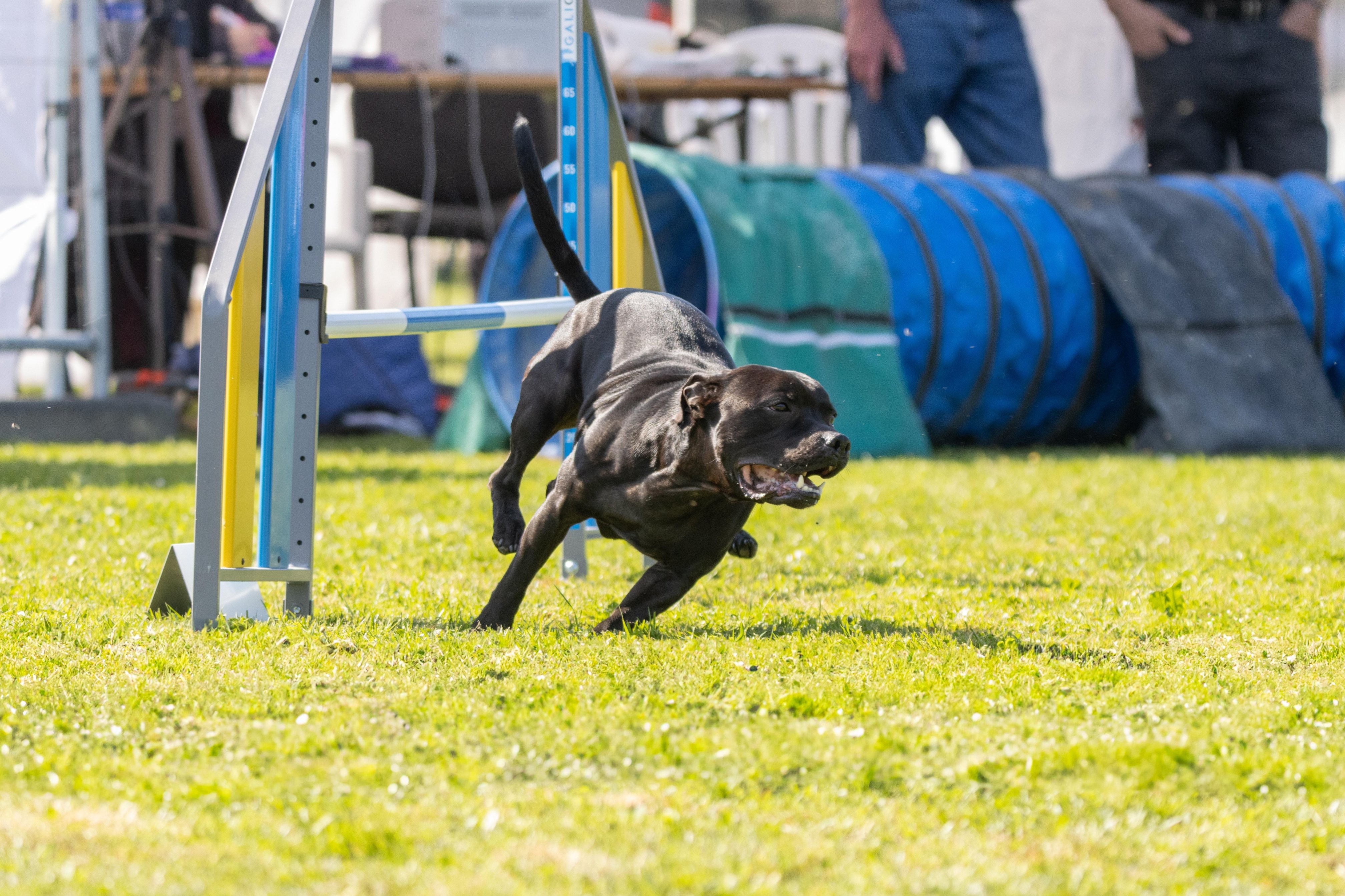 Jumping 2 etoile 0399