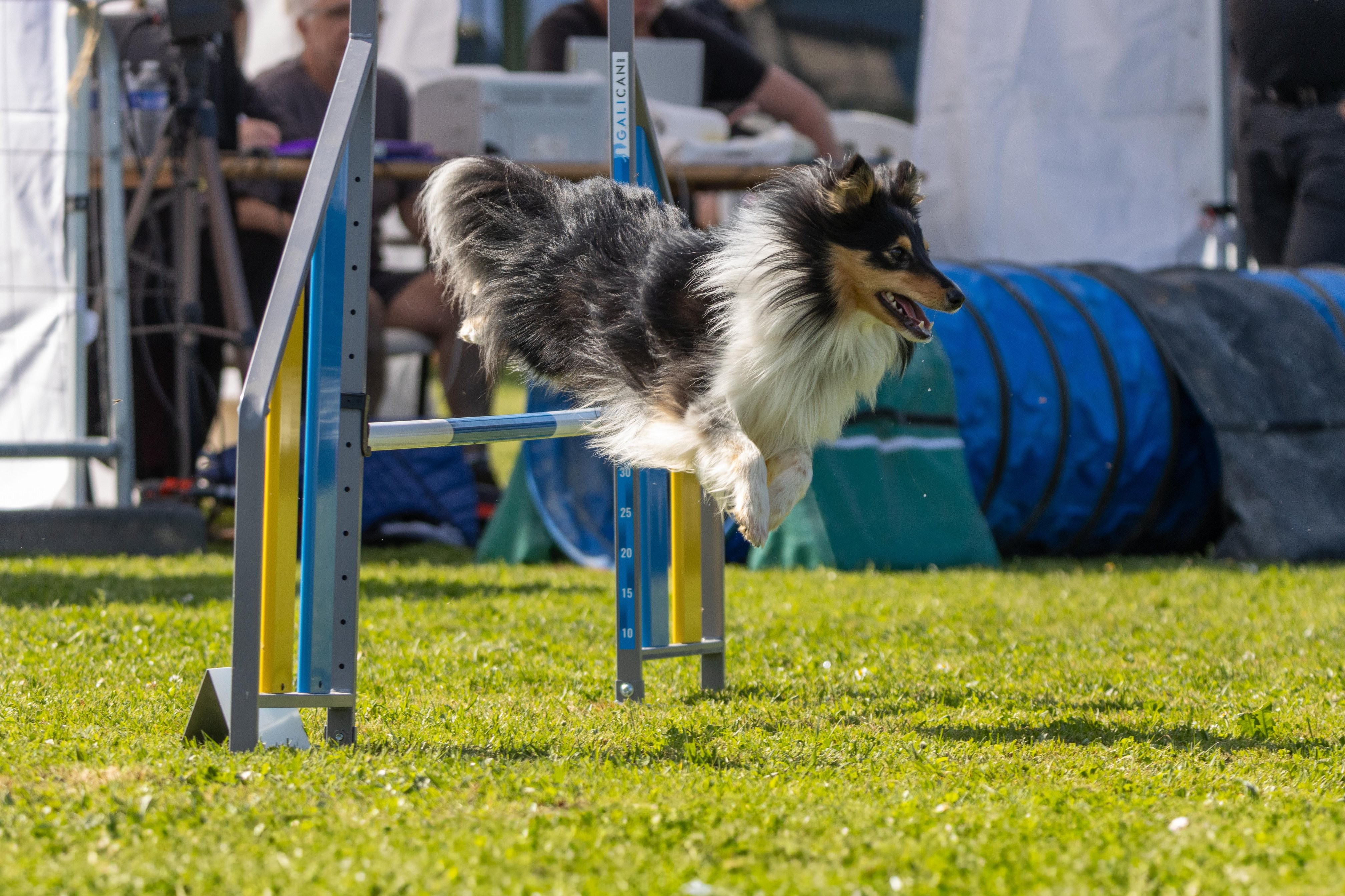 Jumping 2 etoile 0403