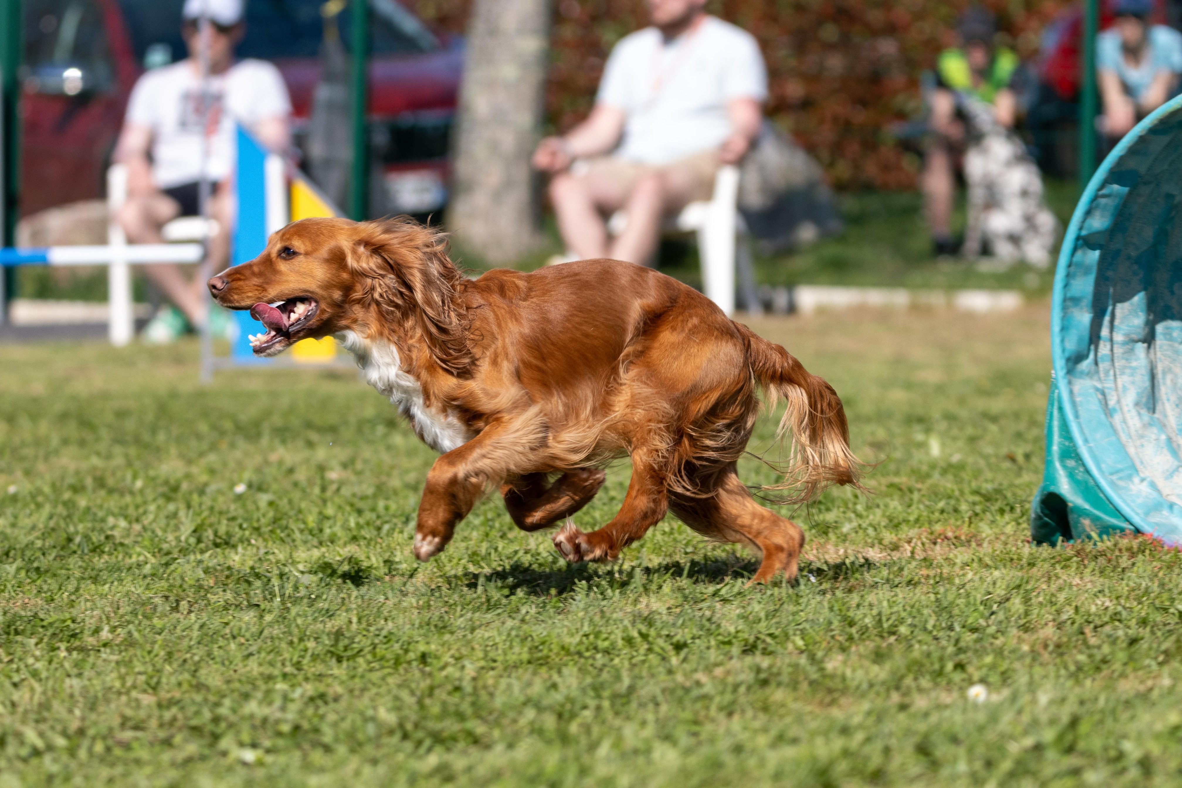 Jumping 2 etoile 0418