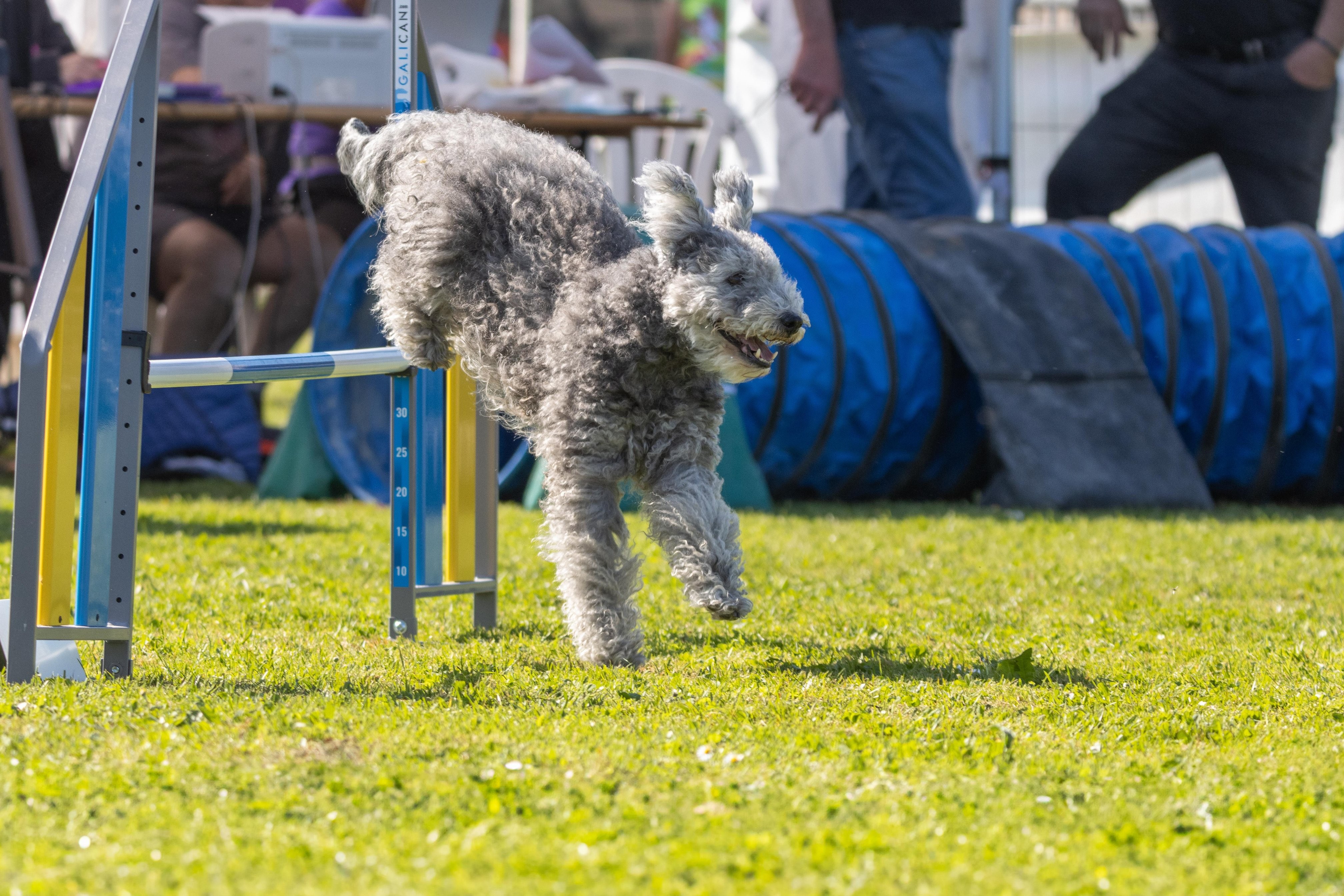 Jumping 2 etoile 0422