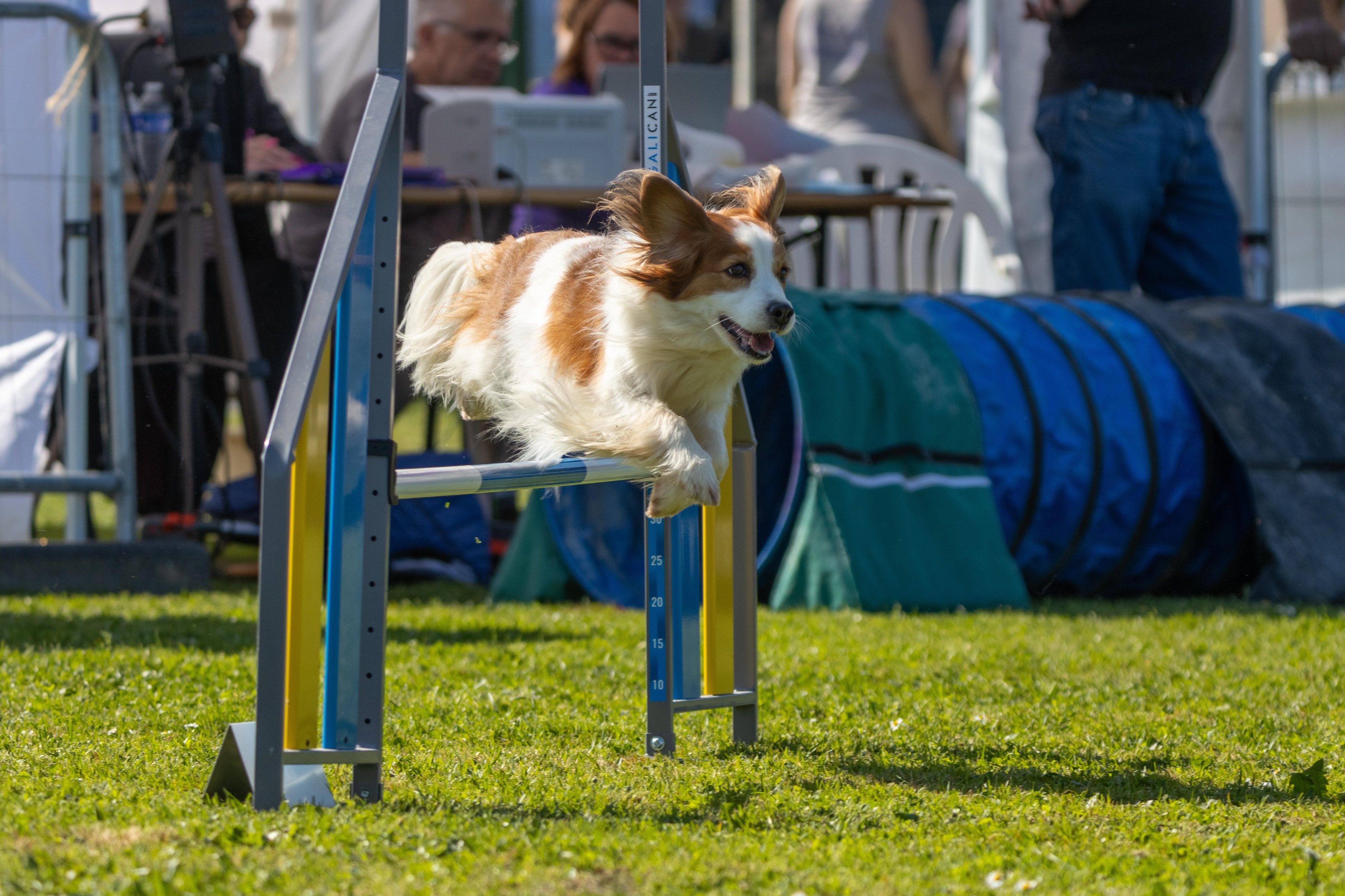 Jumping 2 etoile 0426