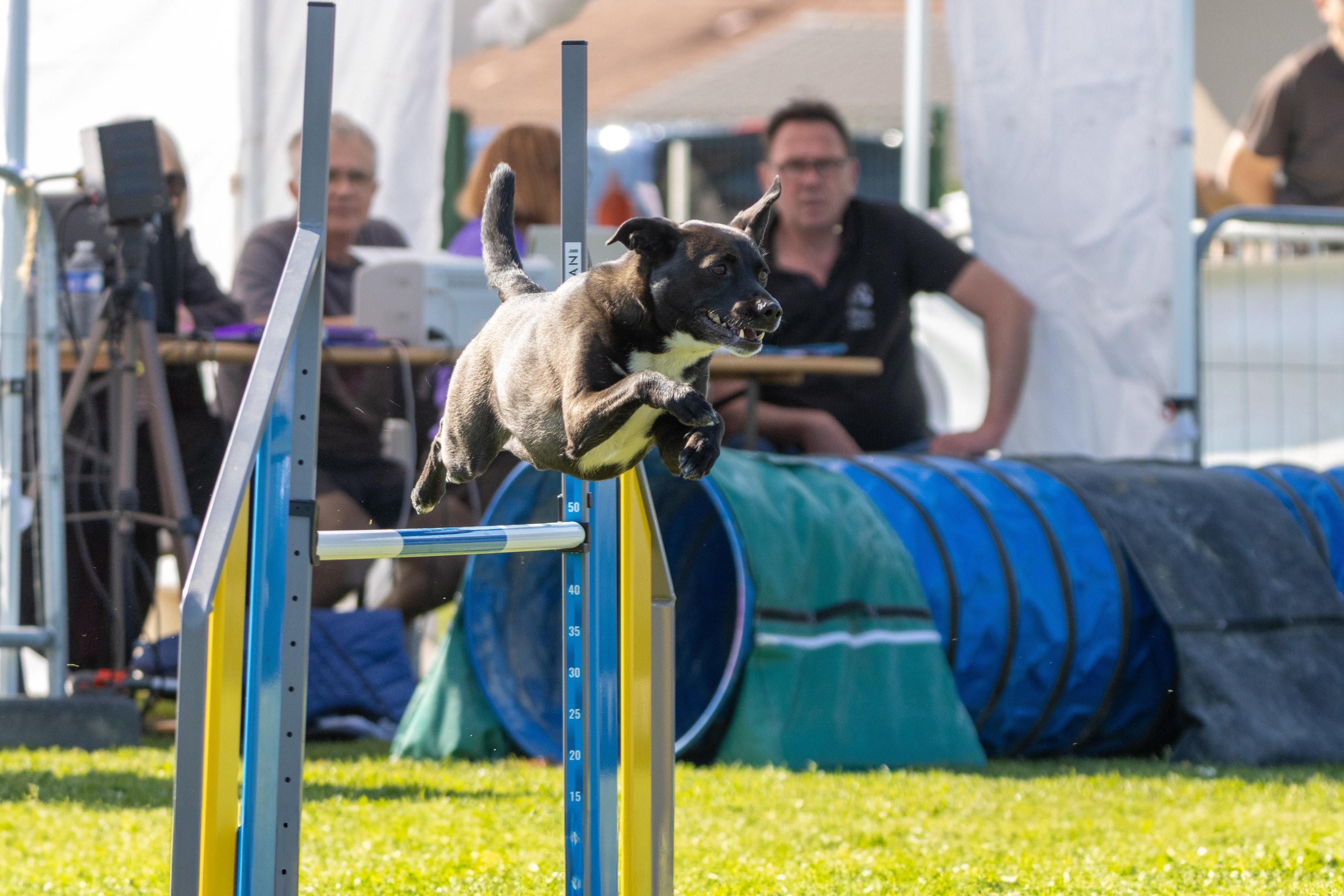 Jumping 2 etoile 0445