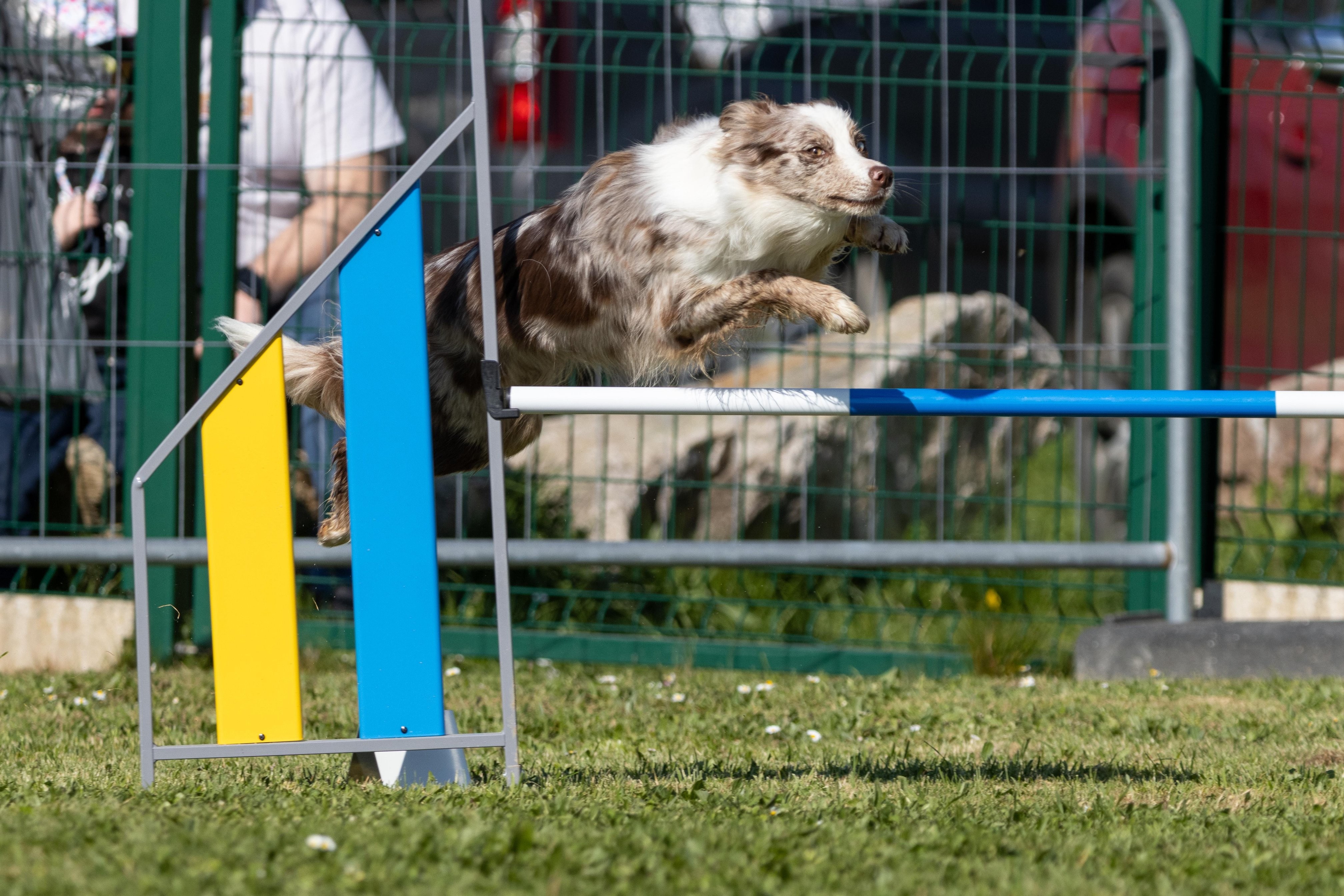 Jumping 2 etoile 0448