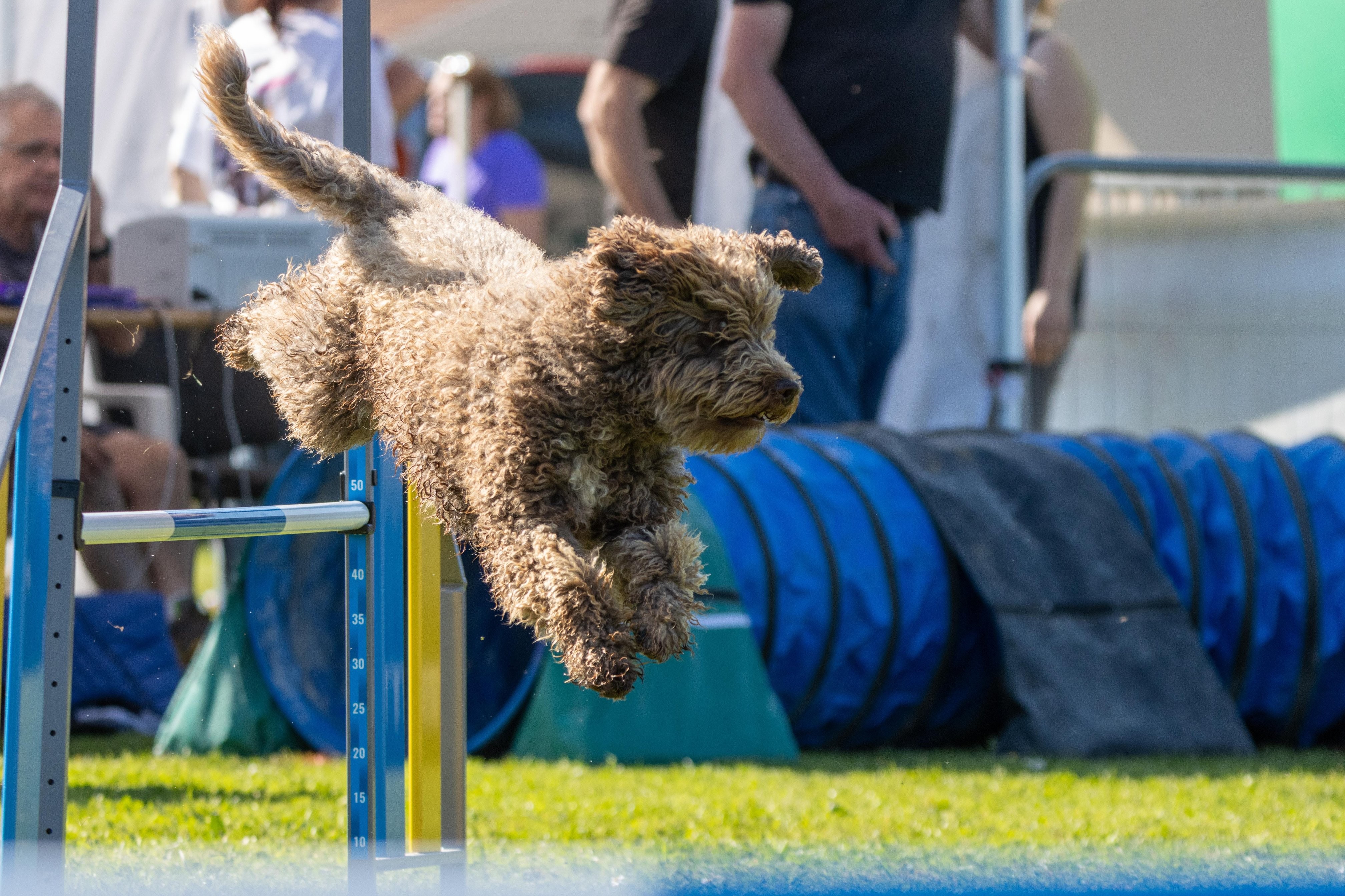 Jumping 2 etoile 0451