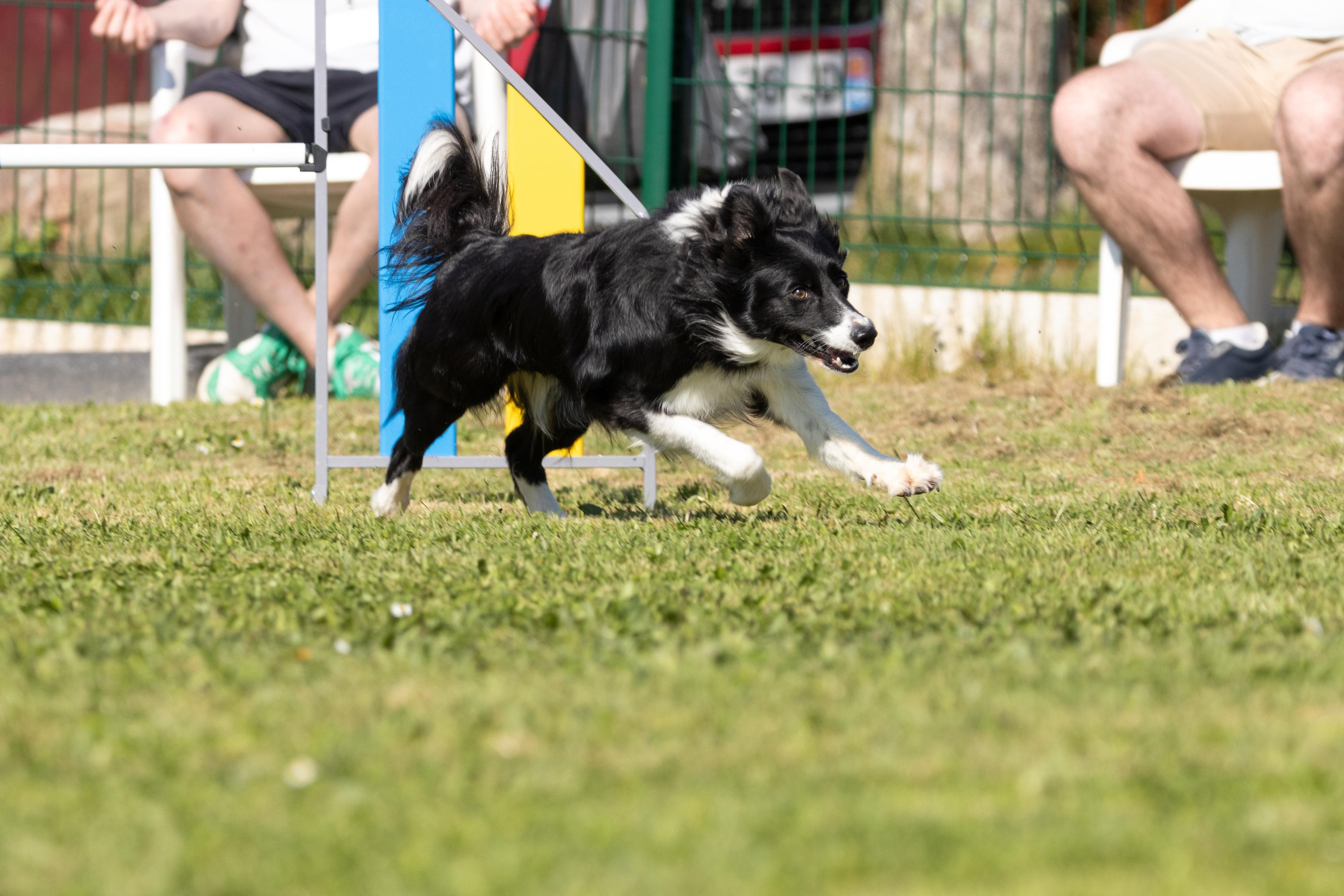 Jumping 2 etoile 0452