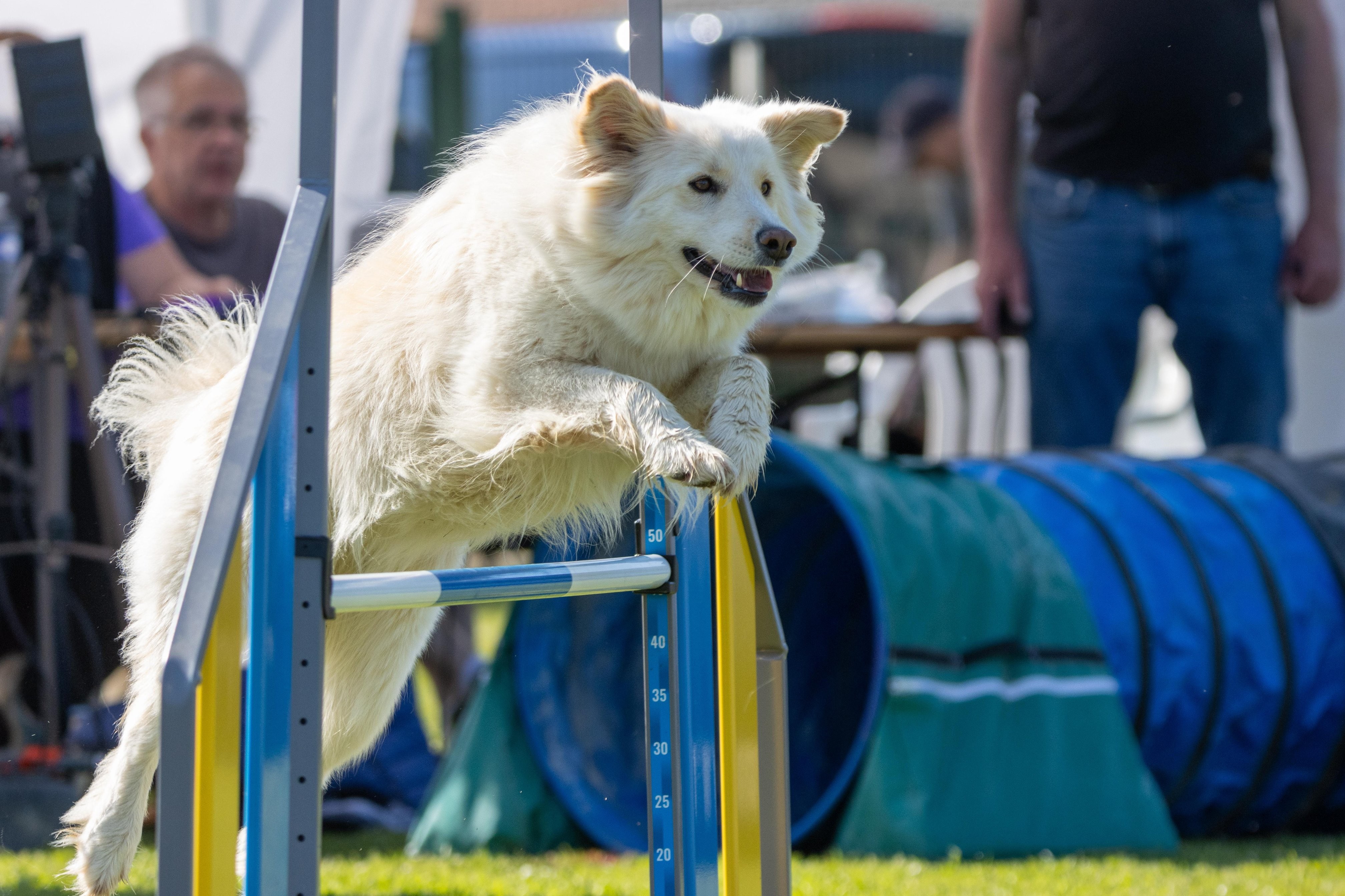 Jumping 2 etoile 0455