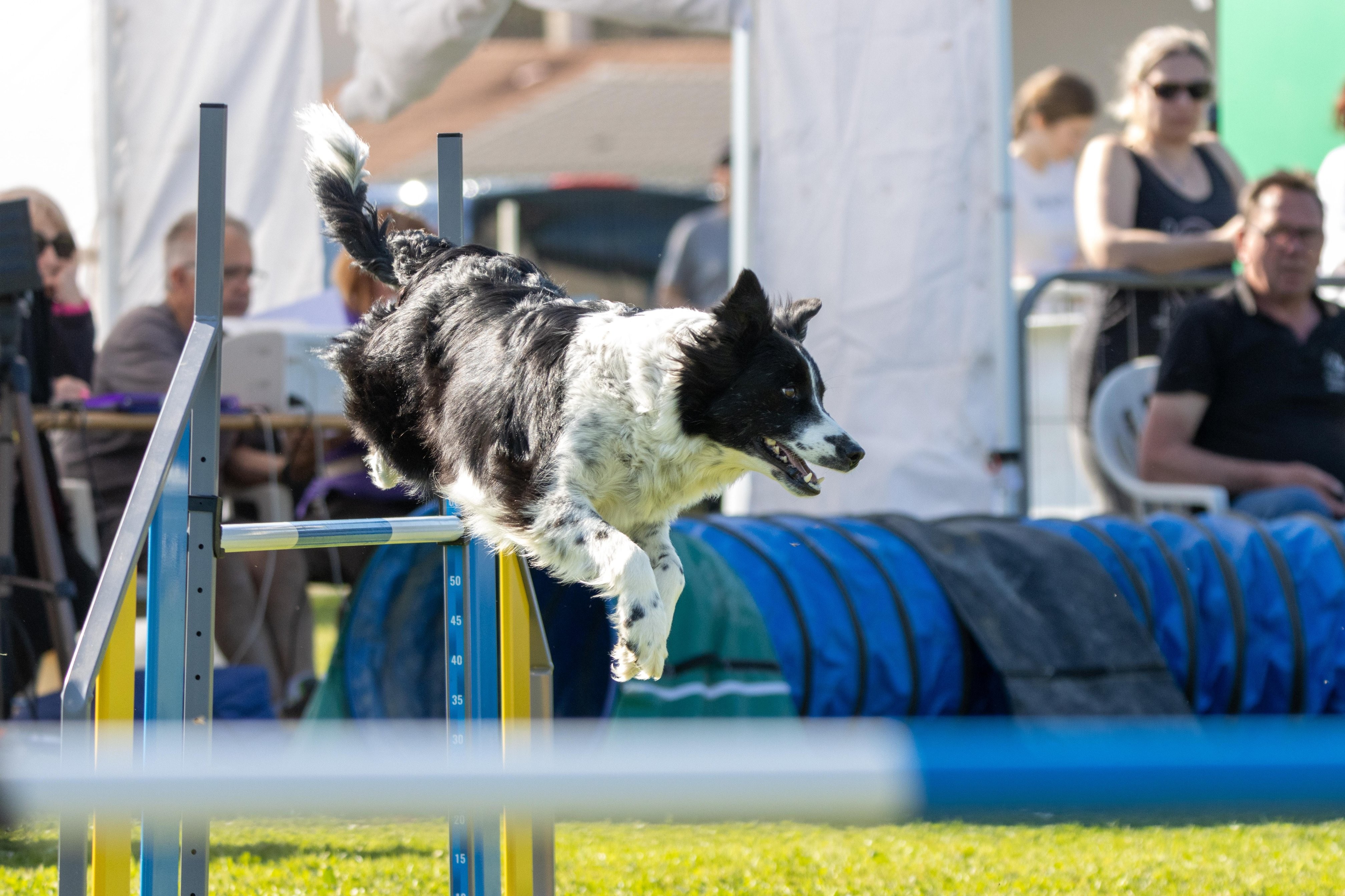 Jumping 2 etoile 0460