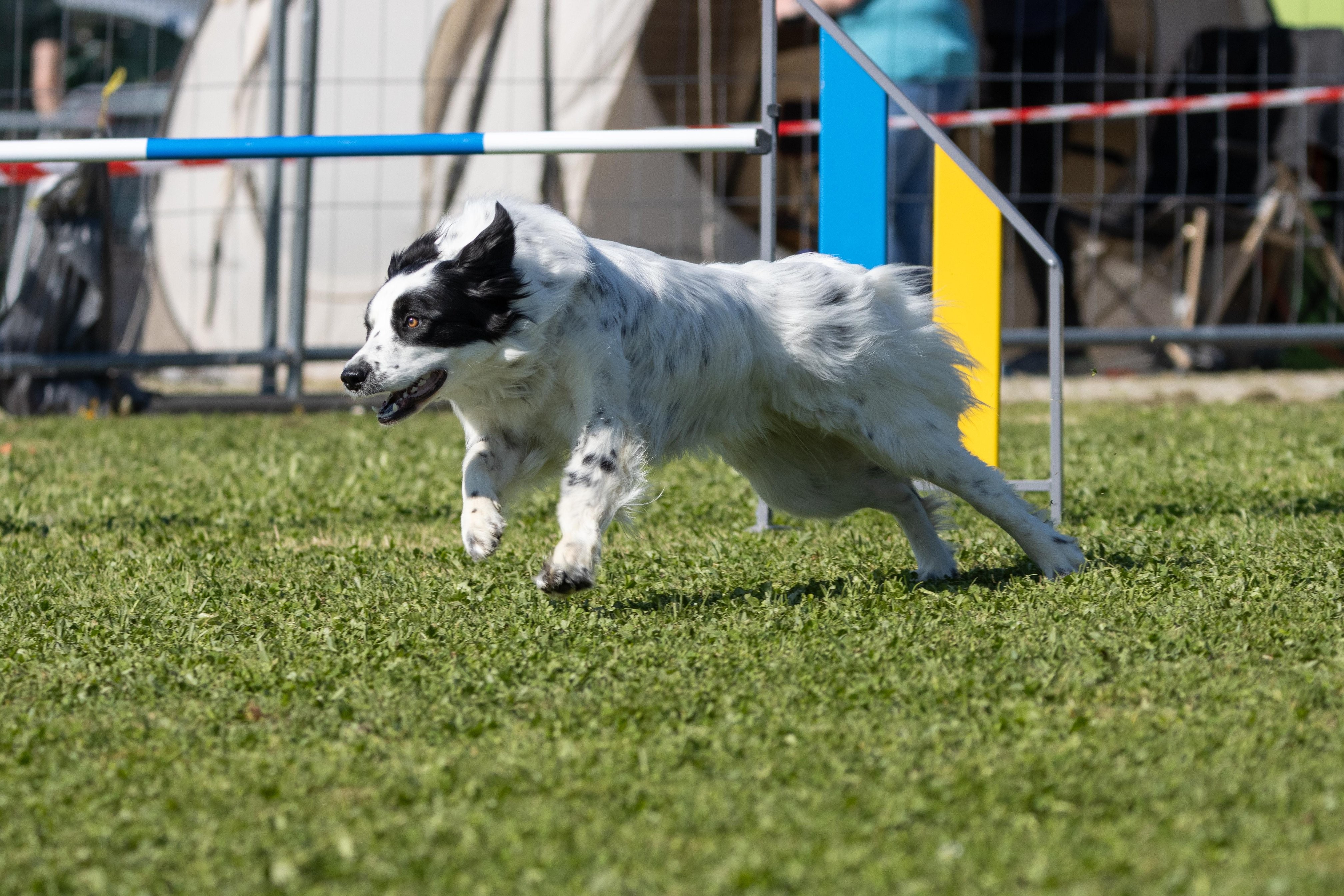 Jumping 2 etoile 0467