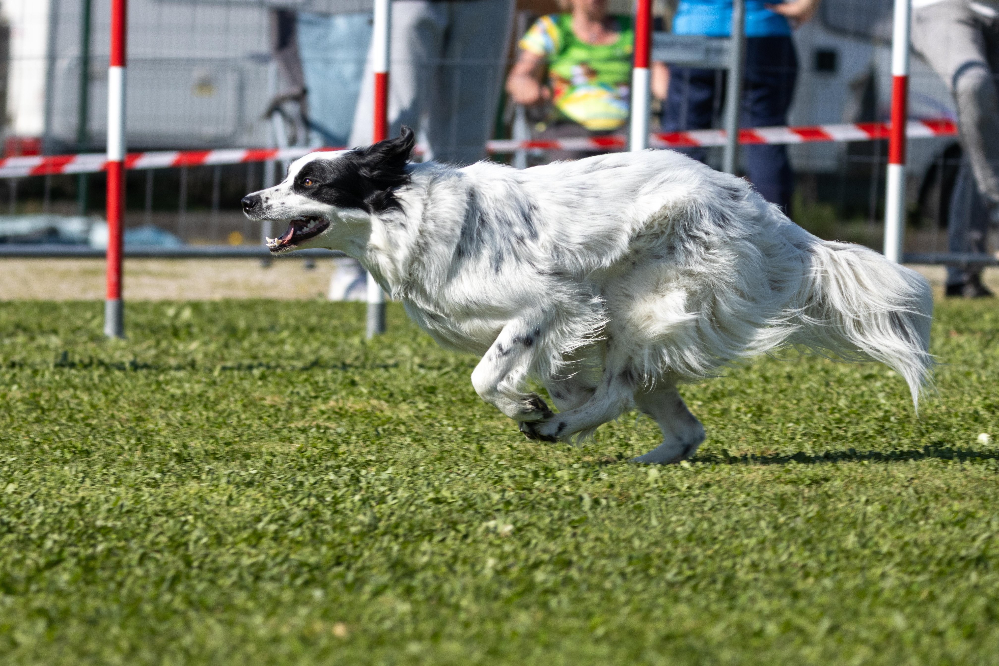 Jumping 2 etoile 0468