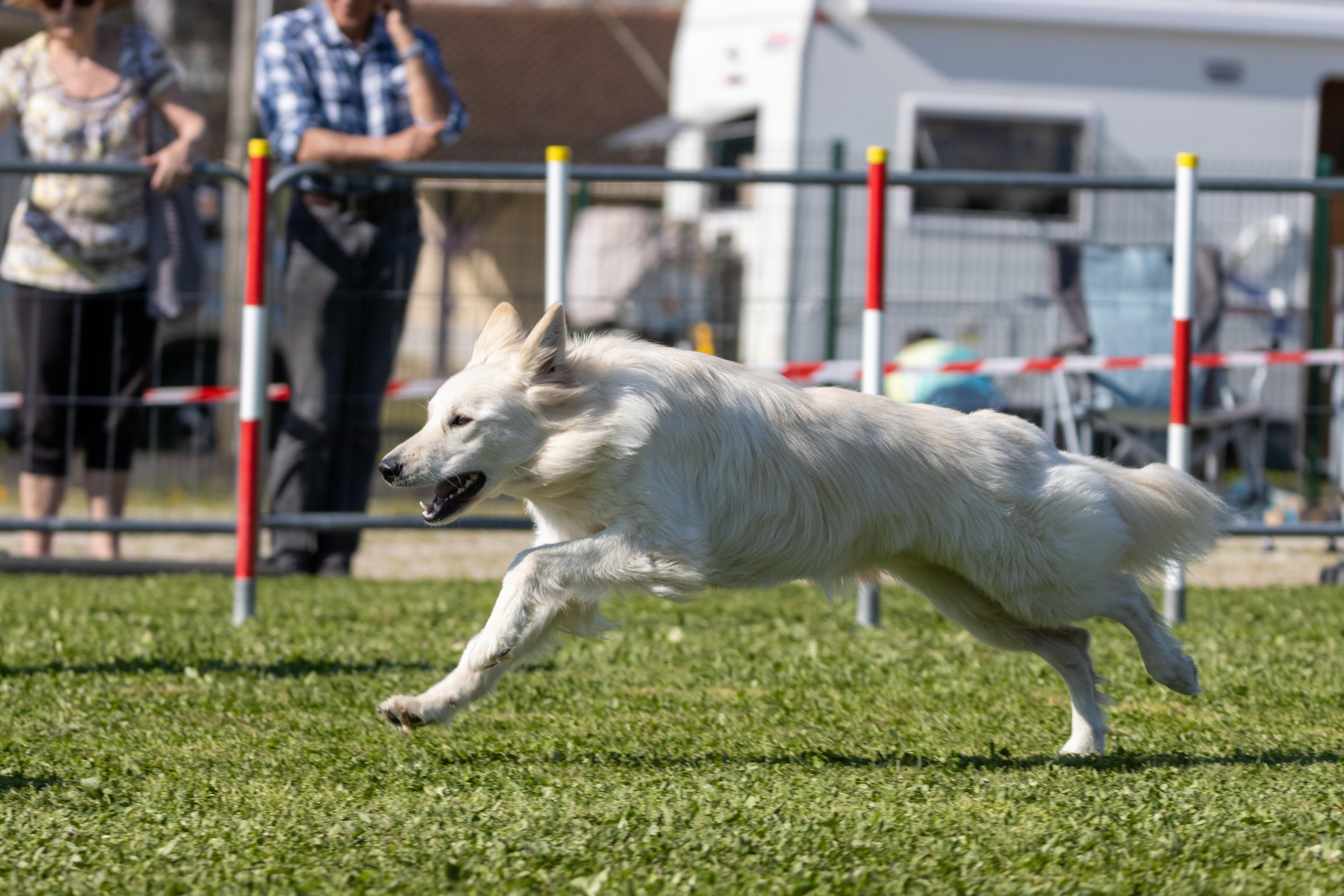 Jumping 2 etoile 0482