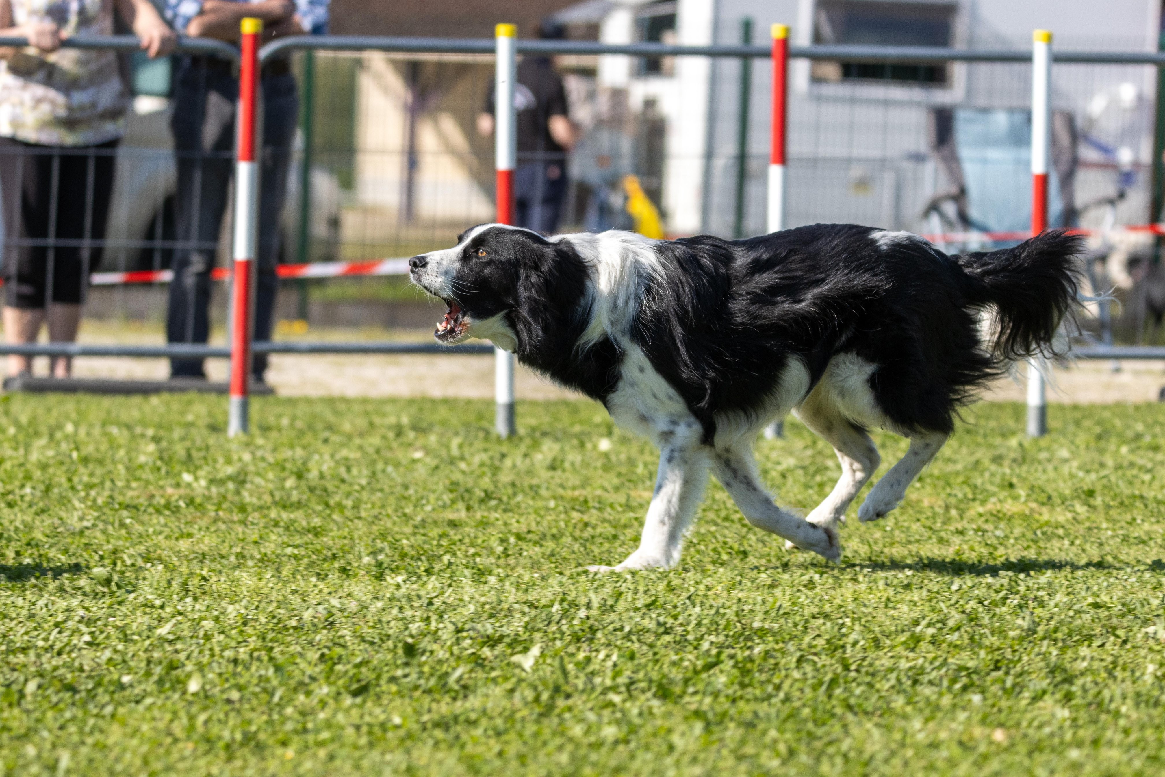 Jumping 2 etoile 0489