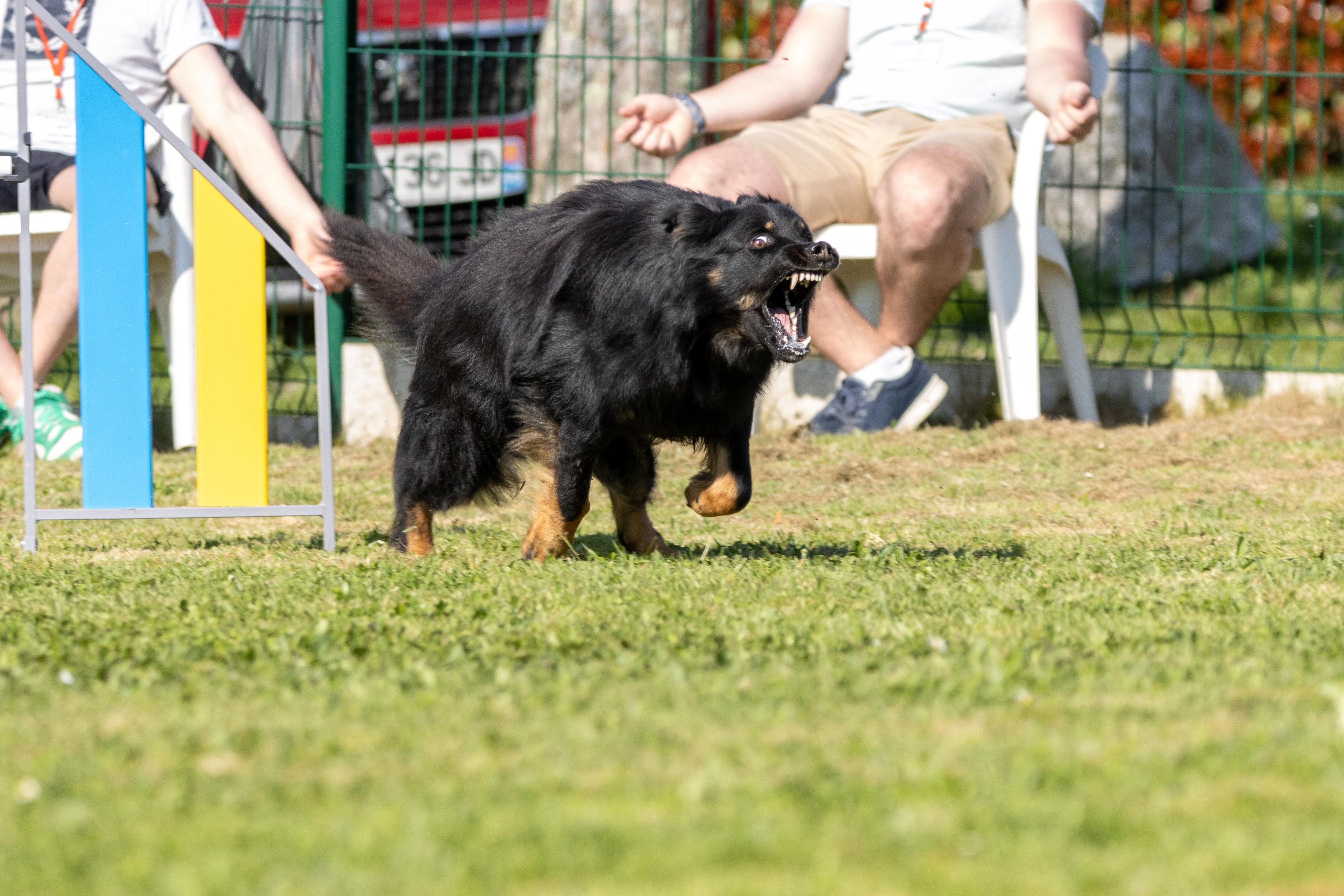 Jumping 2 etoile 0496