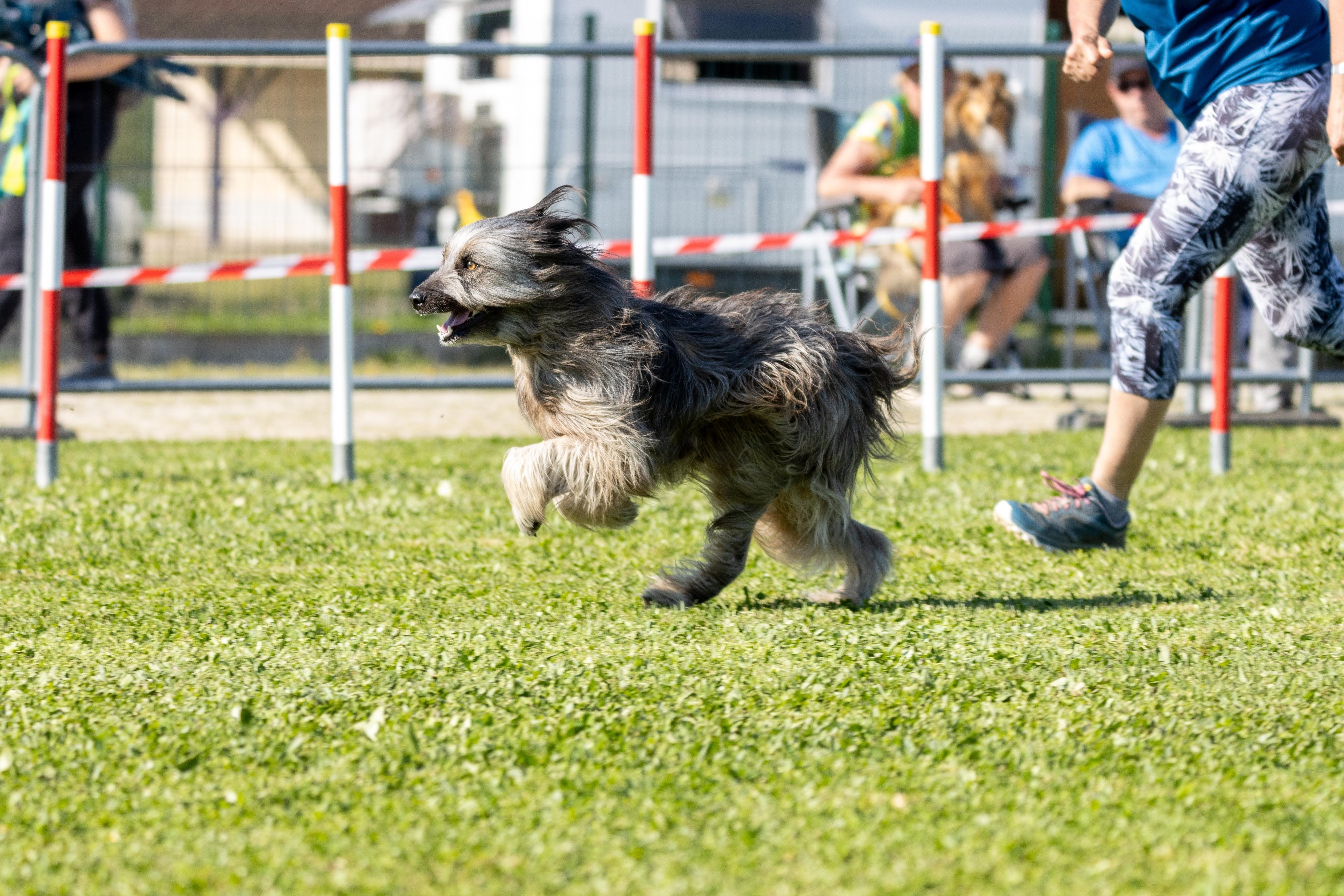Jumping 2 etoile 0533
