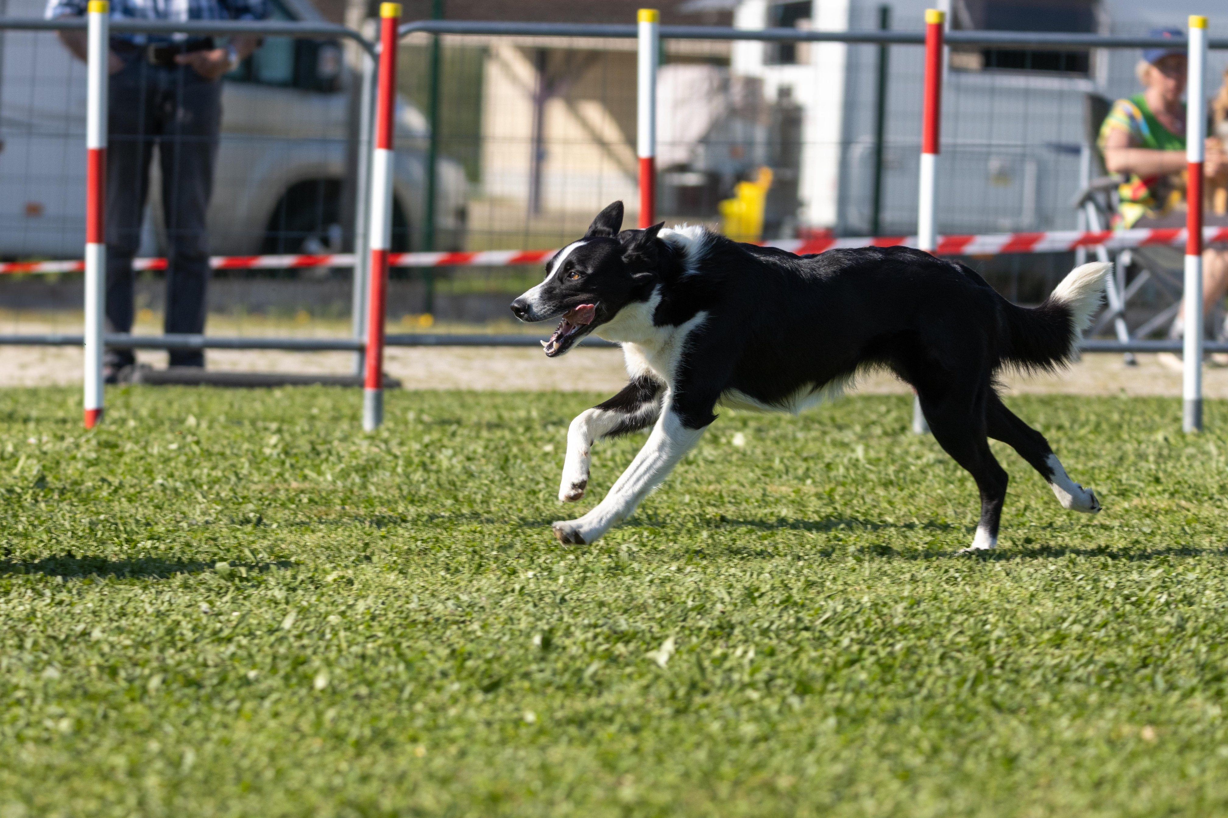 Jumping 2 etoile 0538