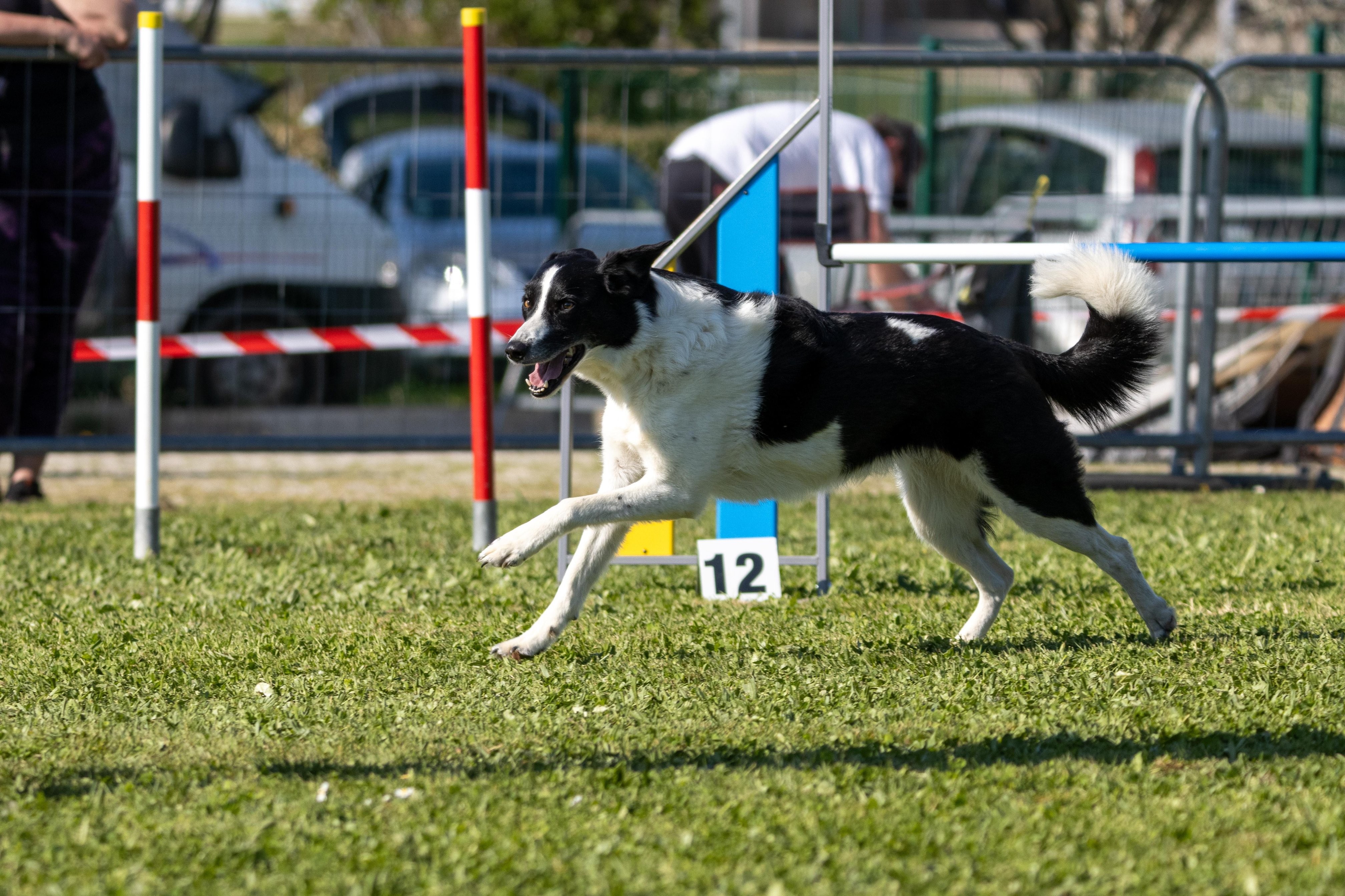 Jumping 2 etoile 0541