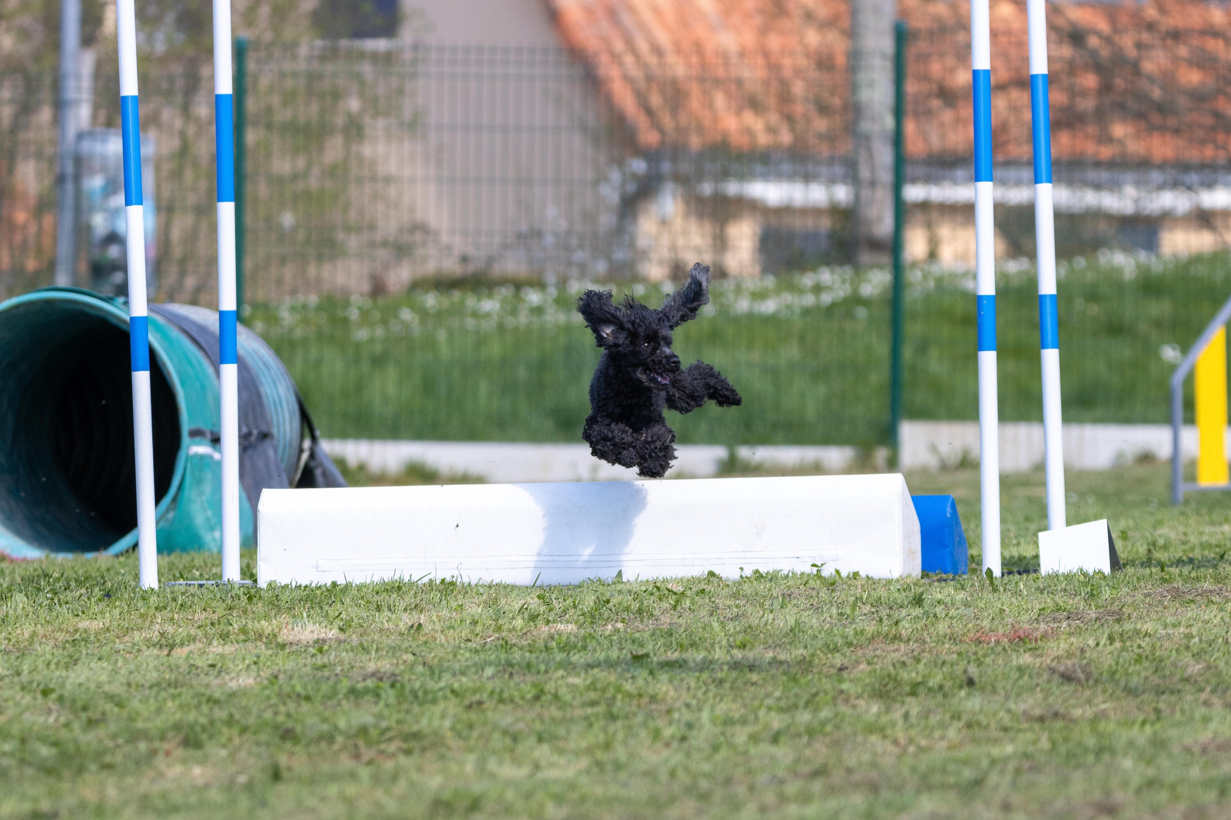 Jumping 3 0356