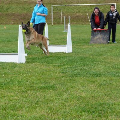 Bloody (flyball)