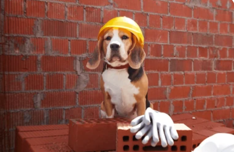 Beagle chantier 2