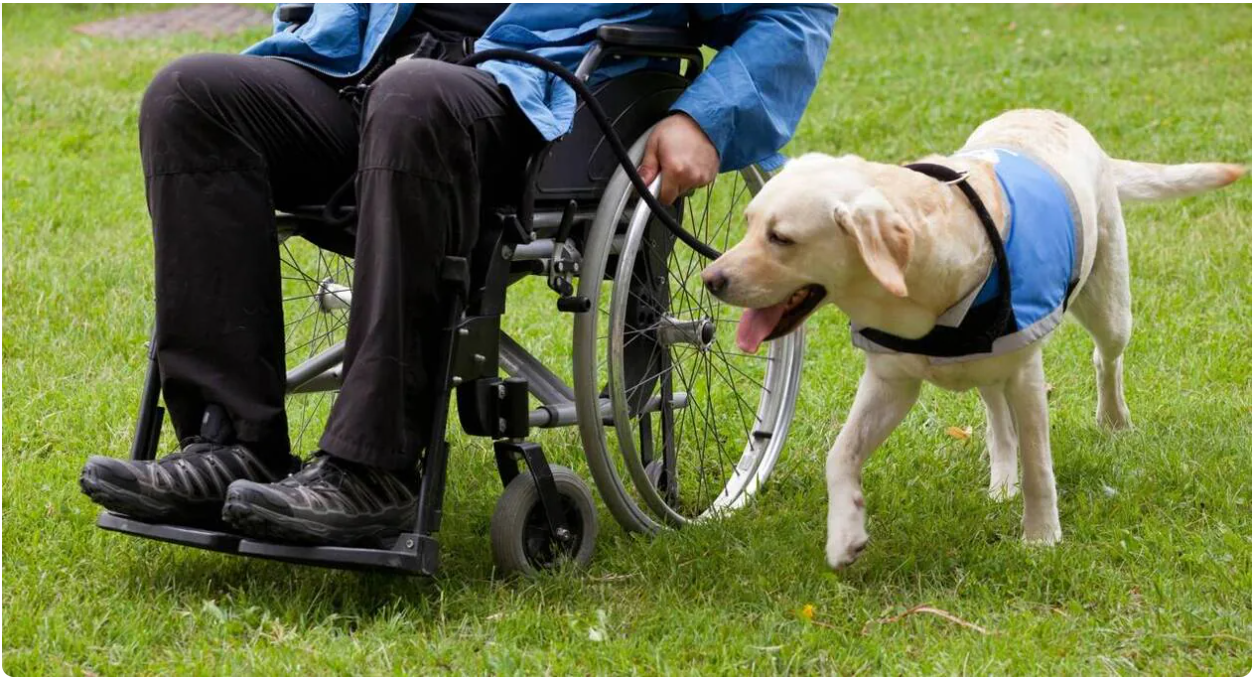 Chienassistance