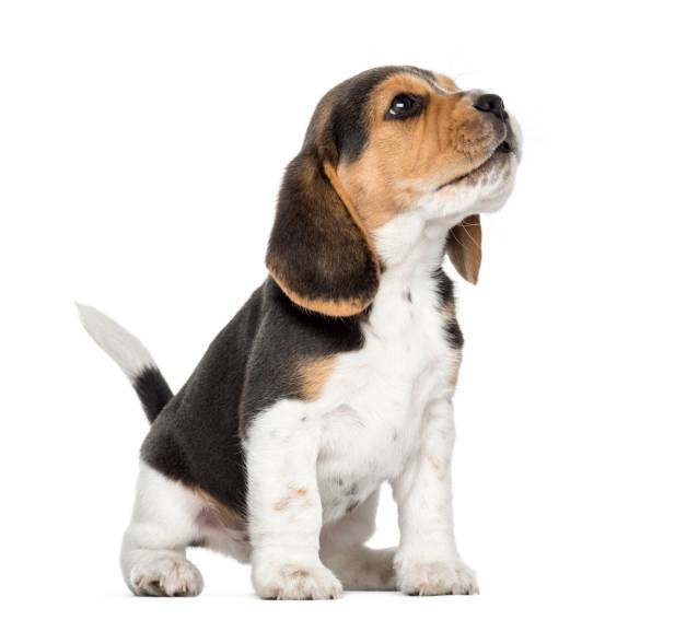 Chiot beagle