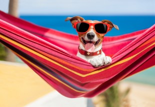 Vacances chien